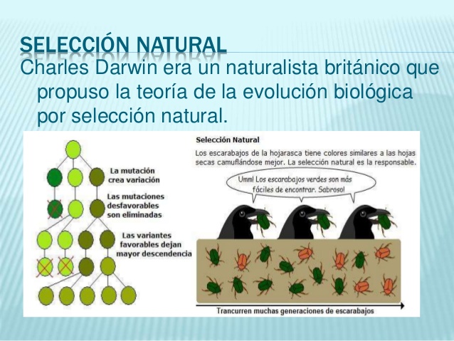 Teoria De La Evolucion Por Seleccion Natural